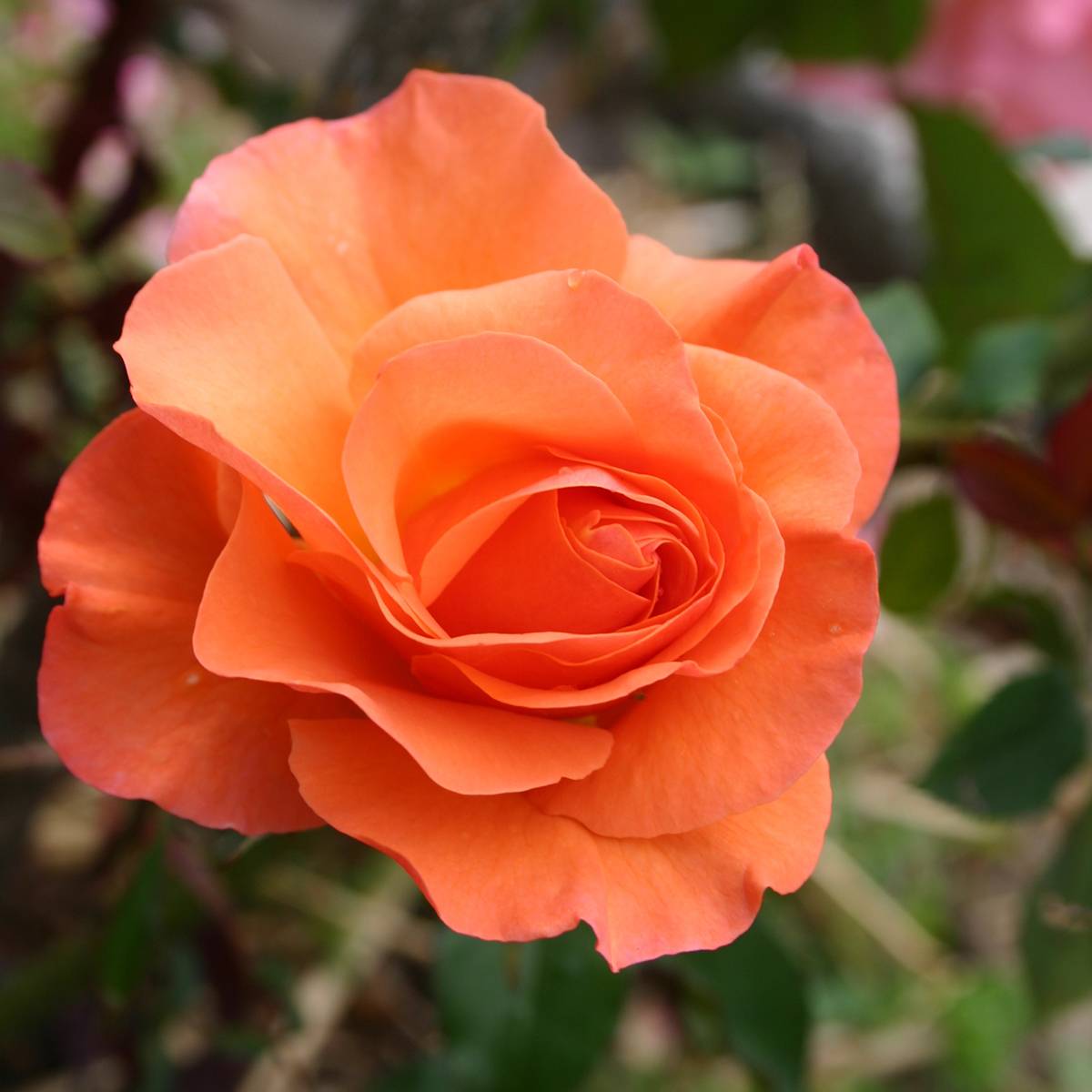 Rosier à fleurs groupées Orange Sensation Pot de 4L/5L
