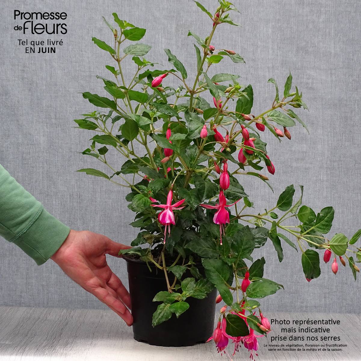 Fuchsia rustique Shrimp Cocktail Pot de 2L/3L - Image 2