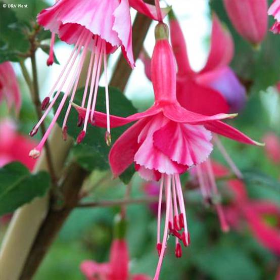 Fuchsia rustique Shrimp Cocktail Pot de 2L/3L - Image 1