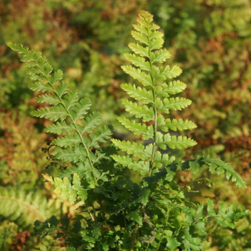 Polystic à frondes soyeuses - Godet - 5/20 cm - Imagen 1