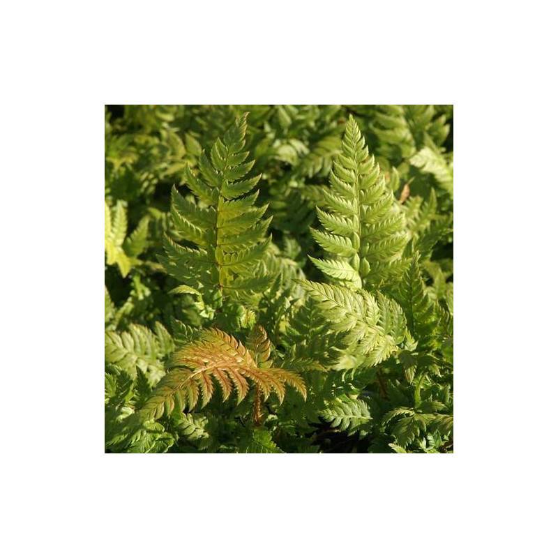 Polystic à frondes soyeuses - Godet - 5/20 cm - Imagen 2