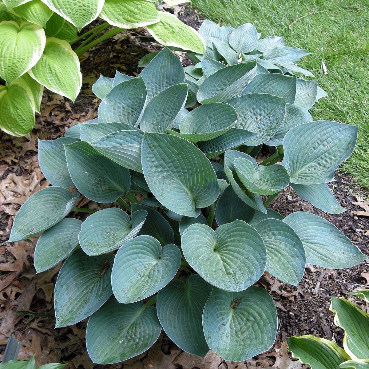 Hosta Blue Vision Pot de 1,5L/2L
