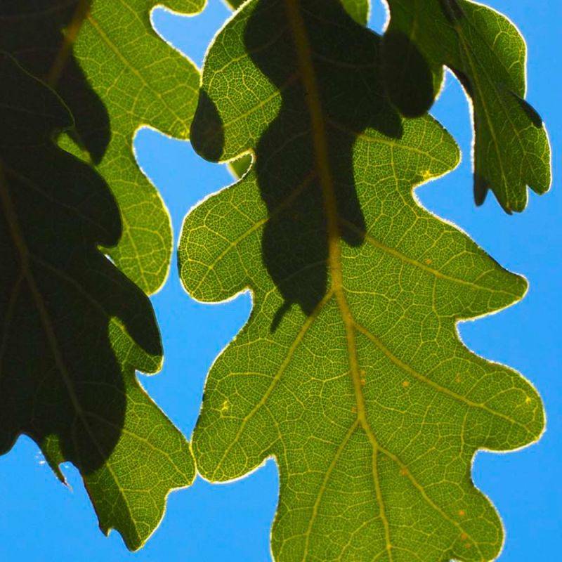 Chêne pubescent (Quercus pubescens) - Godet - Taille 20/40cm - Pépinières Naudet - Imagen 2
