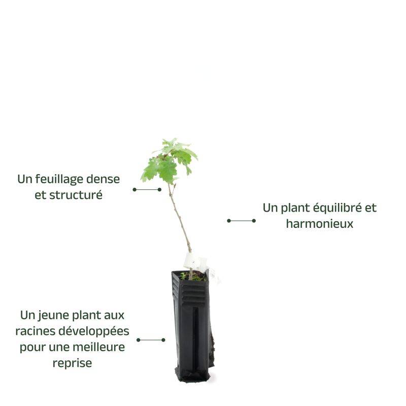 Chêne pubescent (Quercus pubescens) - Godet - Taille 20/40cm - Pépinières Naudet - Imagen 4