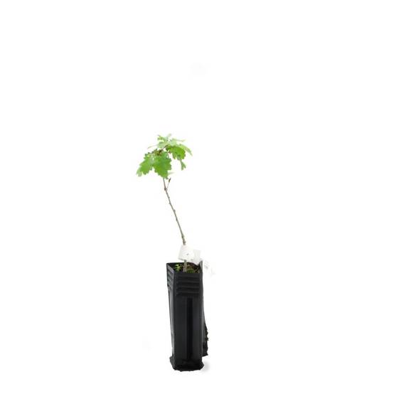 Chêne pubescent (Quercus pubescens) - Godet - Taille 20/40cm - Pépinières Naudet - Imagen 3