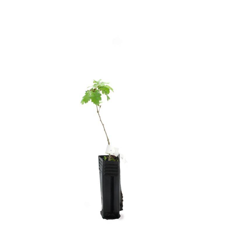 Chêne pubescent (Quercus pubescens) - Godet - Taille 20/40cm - Pépinières Naudet - Imagen 3