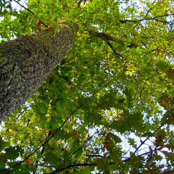 Chêne pubescent (Quercus pubescens) - Godet - Taille 20/40cm - Pépinières Naudet - Imagen 1