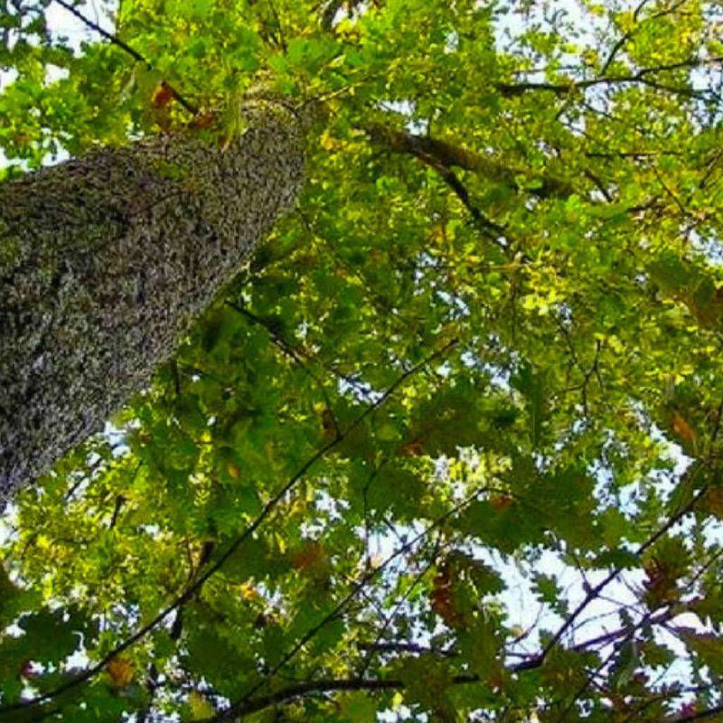 Chêne pubescent (Quercus pubescens) - Godet - Taille 20/40cm - Pépinières Naudet - Imagen 1