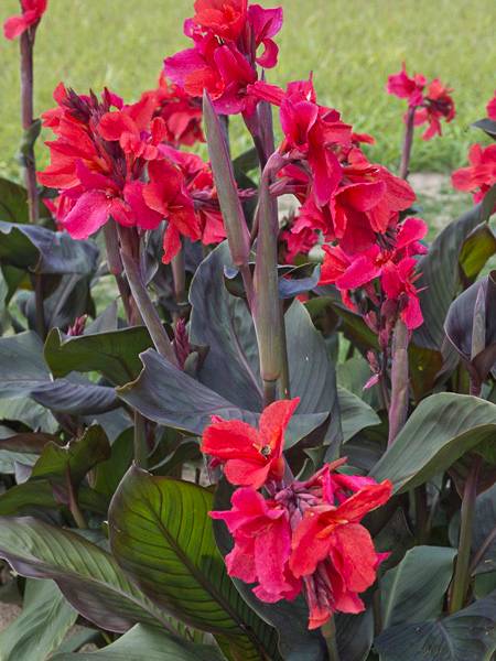 Canna Feu Magique Godet de 8/9 cm calibre I