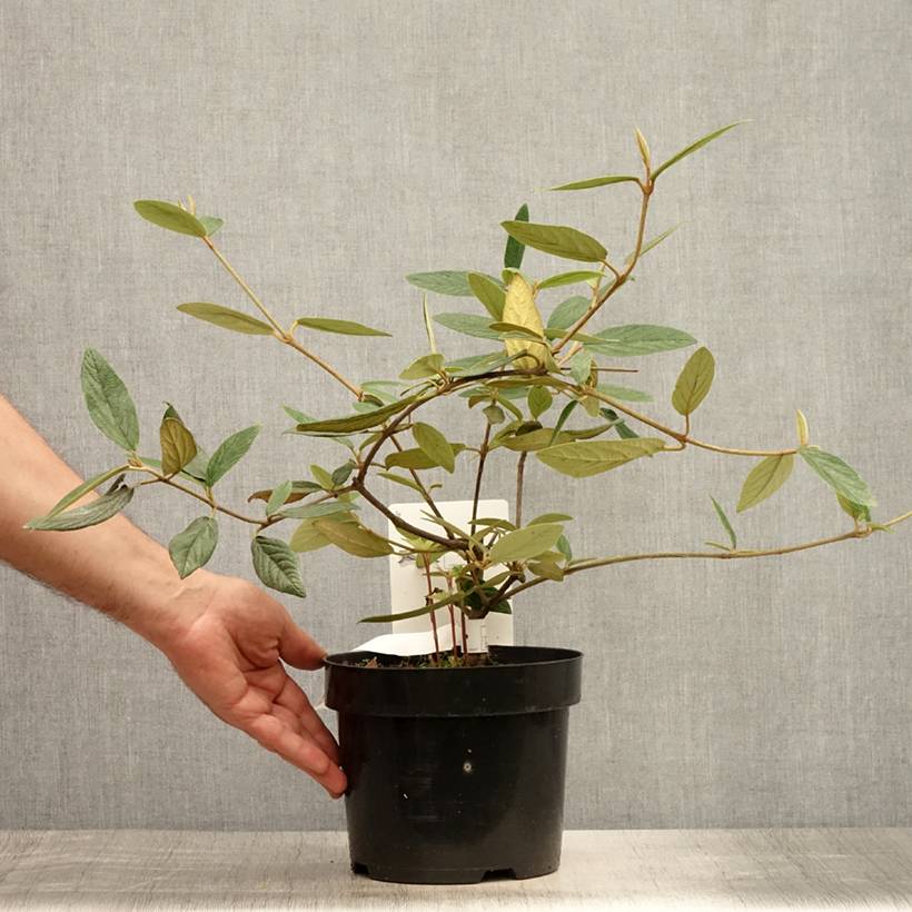 Viorne de Prague - Viburnum Pragense Pot de 3L/4L - Image 2