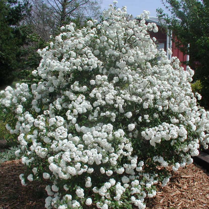 Viorne de Prague - Viburnum Pragense Pot de 3L/4L - Image 1