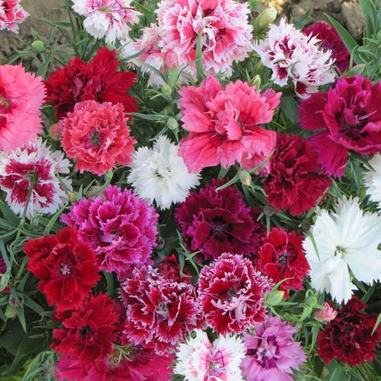 Graines d'Œillet de Chine double Imperial Mix - Dianthus chinensis le sachet de 850 graines environ (1g)