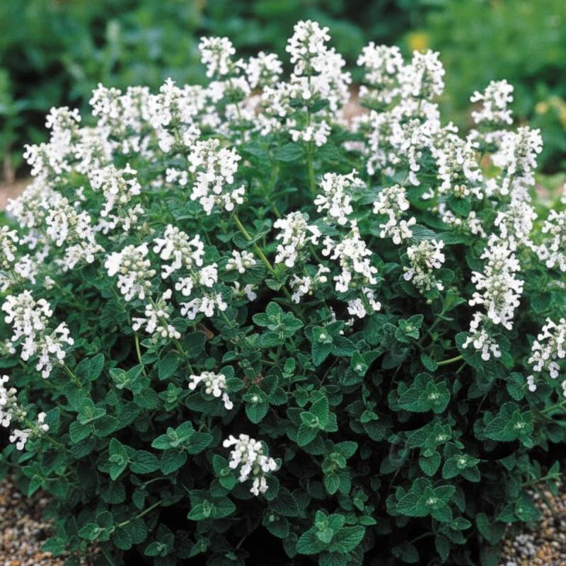 Herbe aux chats - Menthe des chats racemosa Alba, Nepeta à fleurs Blanche/ - feuillage Persistant - Godet - 5/20 cm - Imagen 1