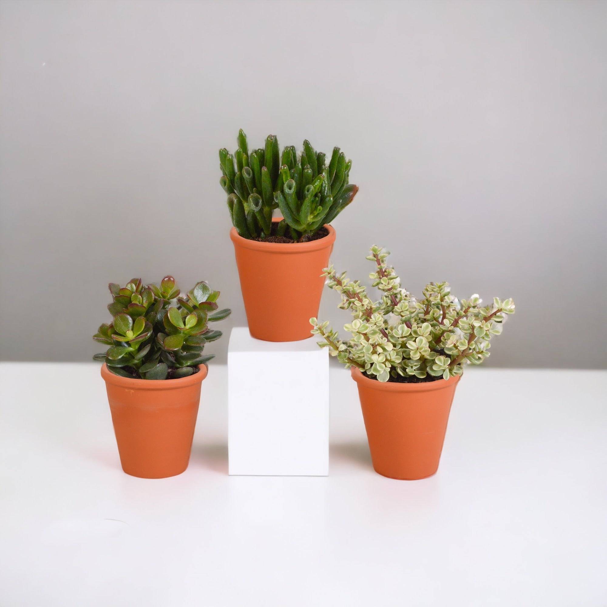Coffret Crassula et ses caches-pots terracotta - Lot de 3 plantes, h18cm- La Green Touch