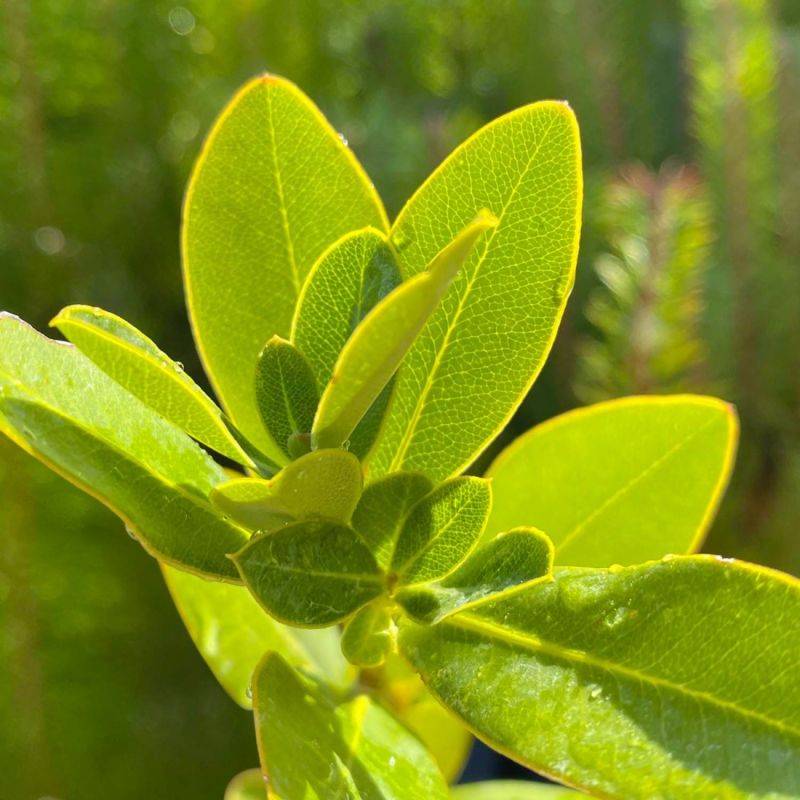 Buplèvre ligneux (Bupleurum fruticosum) - Godet - Taille 30/50cm - Pépinières Naudet