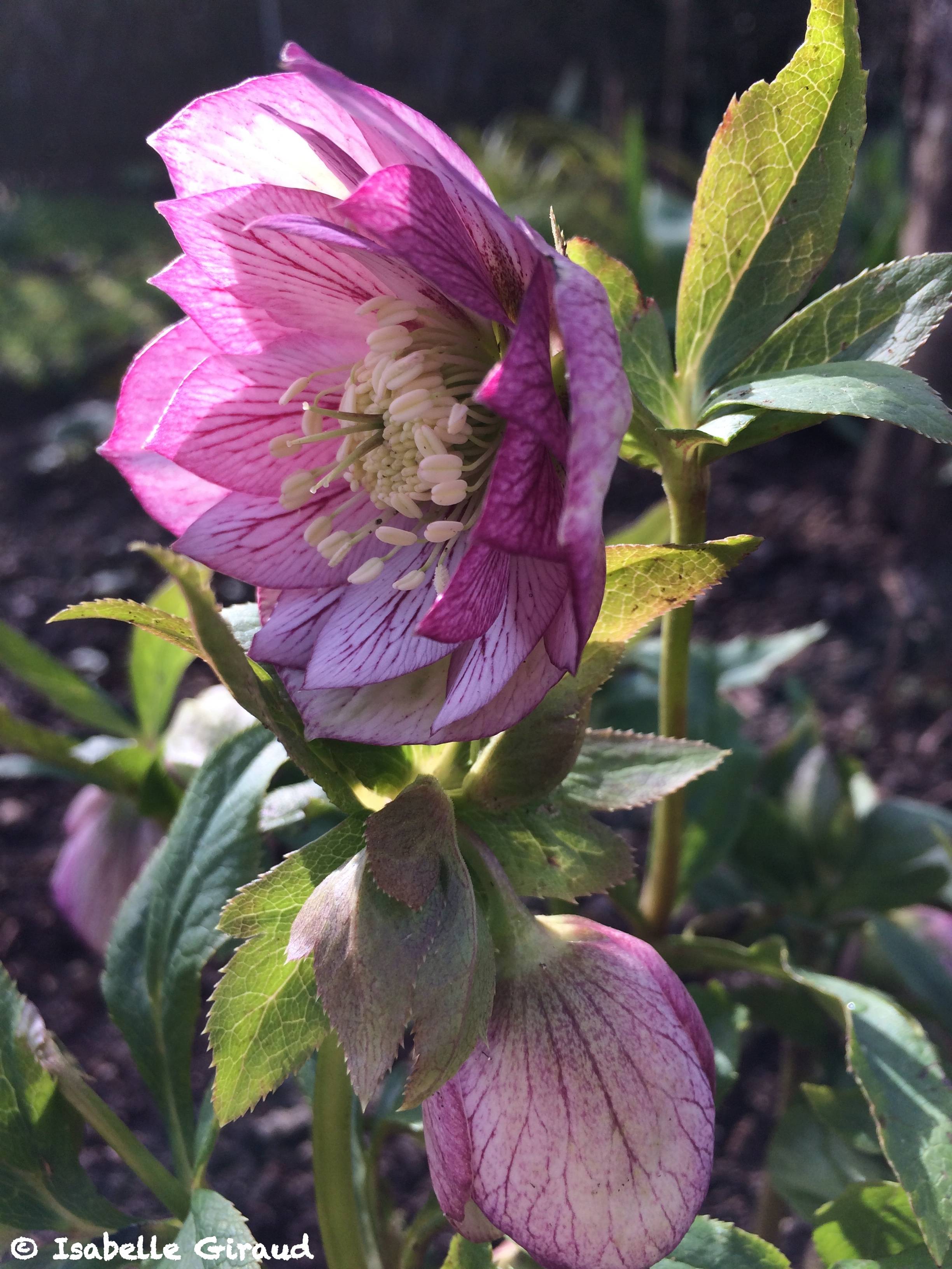 Promesse de Fleurs - Hellébore orientale Double Picotée Pot de 2L/3L