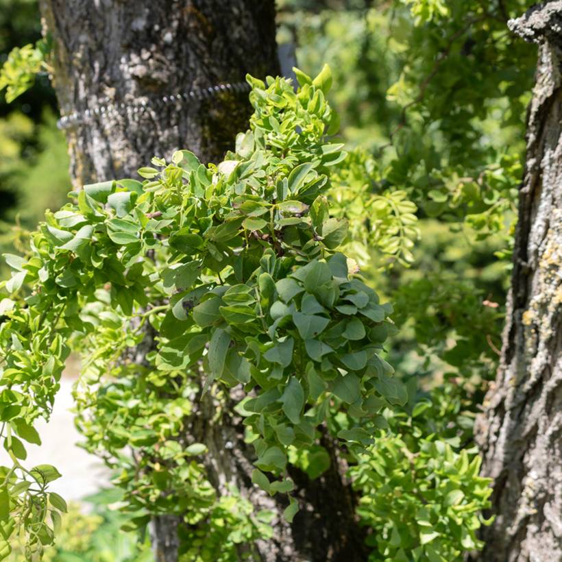 Promesse de Fleurs - Robinia pseudoacacia Twisty Baby - Acacia nain tortueux. Pot de 7,5L/10L
