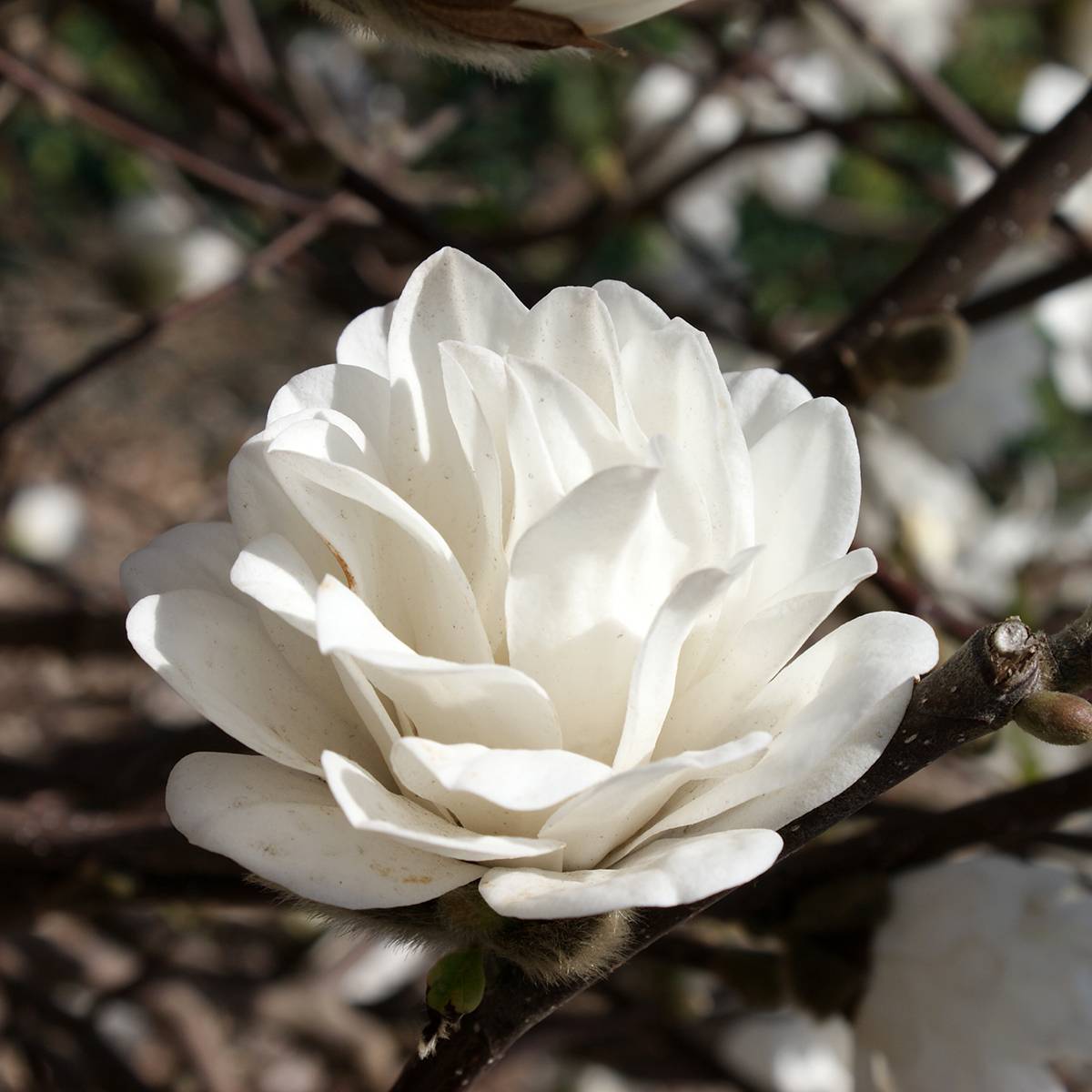 Magnolia loebneri Mags Pirouette Pot de 4L/5L - Image 1