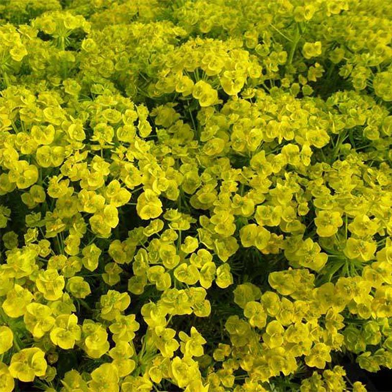 Euphorbe waldsteinii Betten - Euphorbe de Waldstein Godet de 8/9 cm