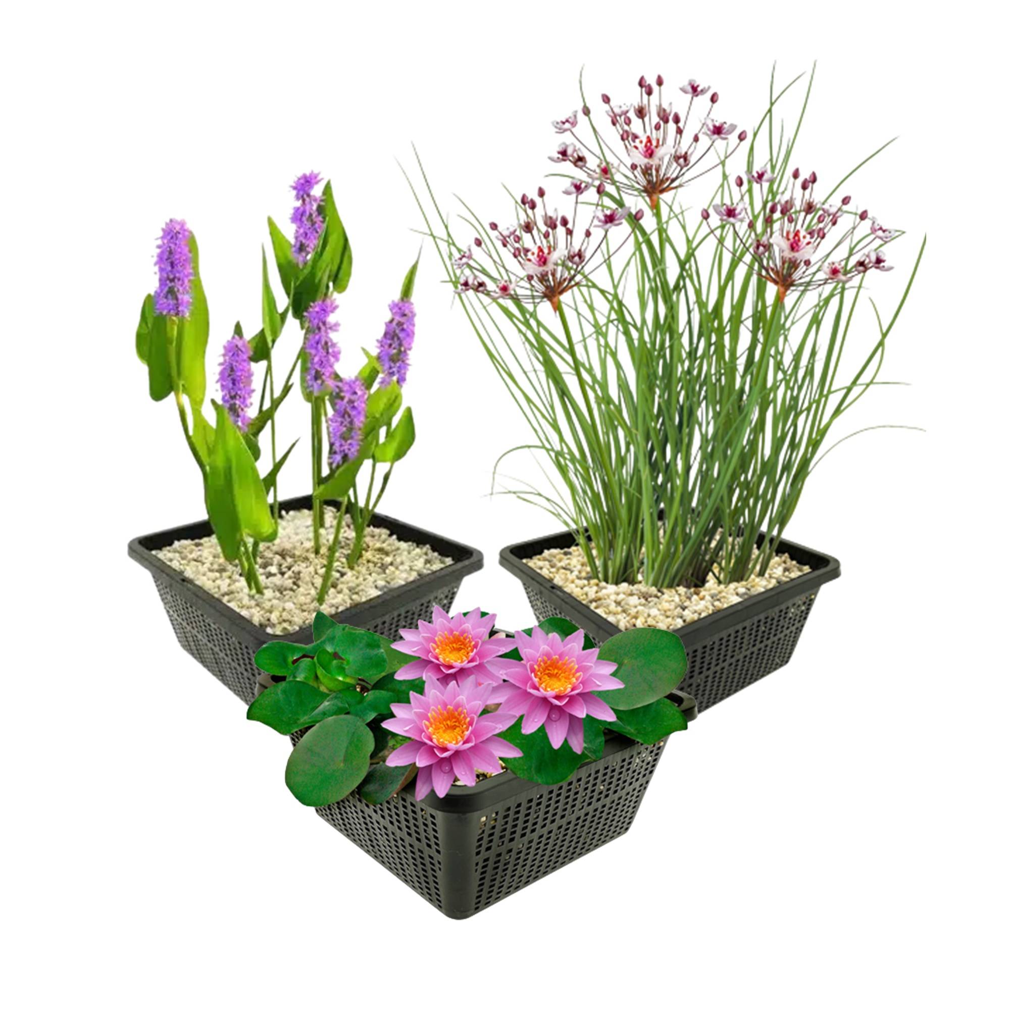 0 - Set Bassin Complet Rose - 9 Plantes (incl. Lys) 3 Paniers Accessoires