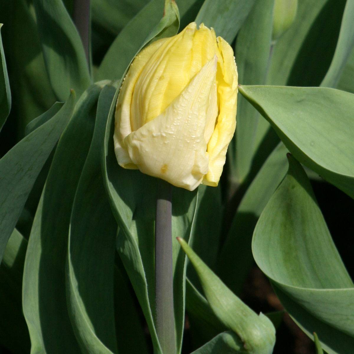 Promesse de Fleurs - Tulipe simple hative Sunny Prince Bulbe calibre 12+ (par 10)