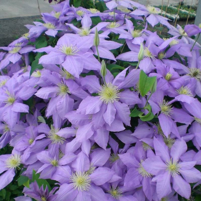 Clématite Cezanne™ 'Evipo023' à fleurs Bleue - feuillage Caduc - Pot de 3L - Echelle bambou 60/120 cm-  hauteur à maturité De 1,00 m à 1,50 m - Imagen 5