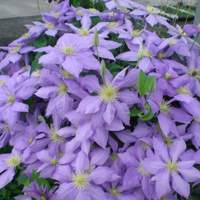 Clématite Cezanne™ 'Evipo023' à fleurs Bleue - feuillage Caduc - Pot de 3L - Echelle bambou 60/120 cm-  hauteur à maturité De 1,00 m à 1,50 m - Imagen 1
