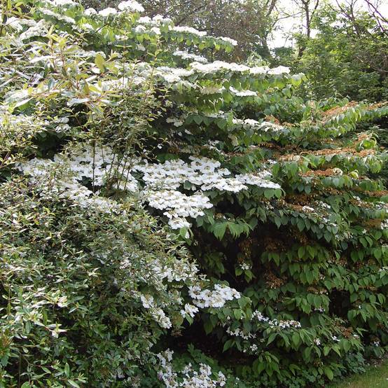 Viorne - Viburnum plicatum Lanarth Pot de 2L/3L - Image 1