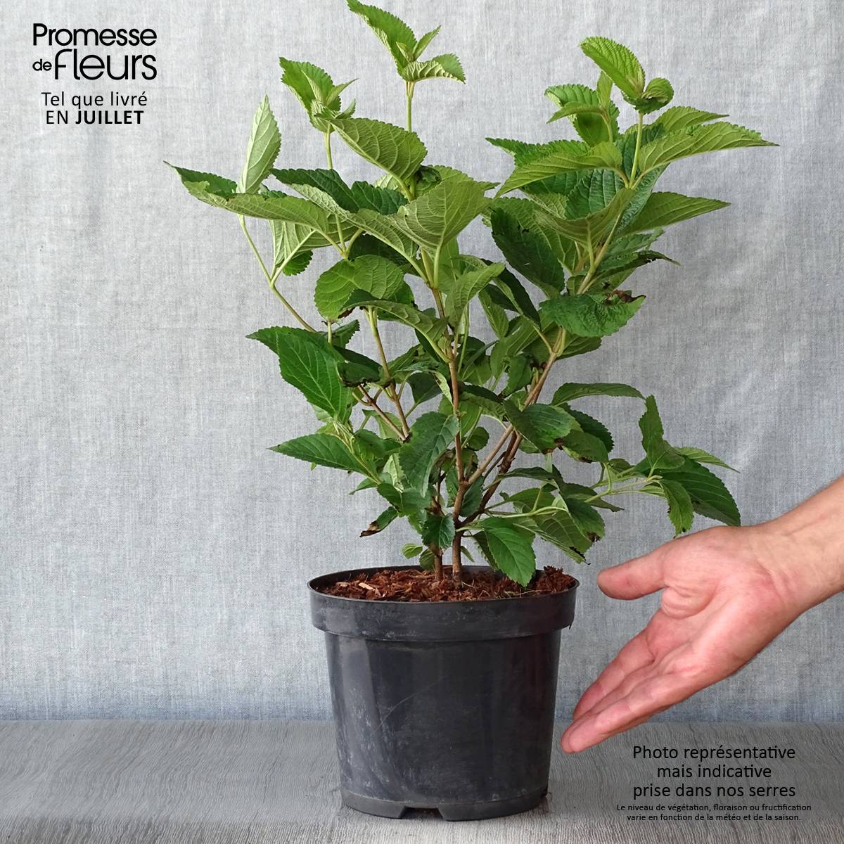 Viorne - Viburnum plicatum Lanarth Pot de 2L/3L - Image 2