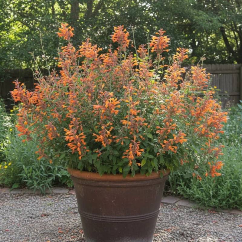 Agastache Tango à fleurs Orange - feuillage Semi-Persistant - Godet - 5/20 cm-  hauteur à maturité De 0,15 m à 0,50 m - Imagen 5