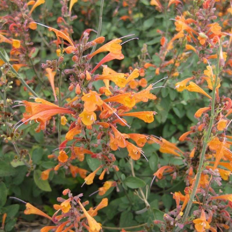 Agastache Tango à fleurs Orange - feuillage Semi-Persistant - Godet - 5/20 cm-  hauteur à maturité De 0,15 m à 0,50 m - Imagen 1