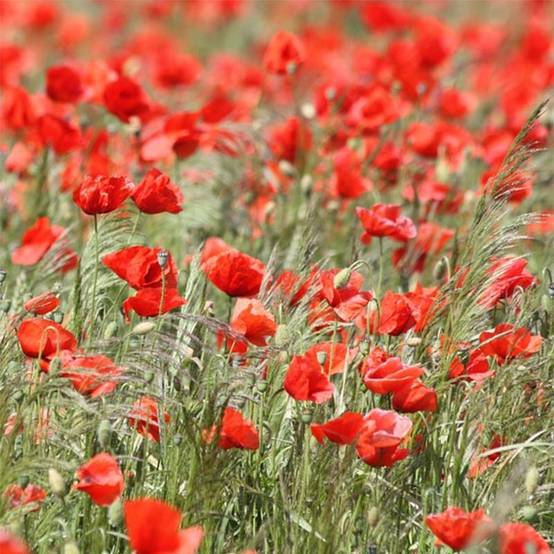 Graines de Coquelicot ou Pavot des moissons BIO - Papaver rhoeas le sachet de 5950 graines environ (1g)