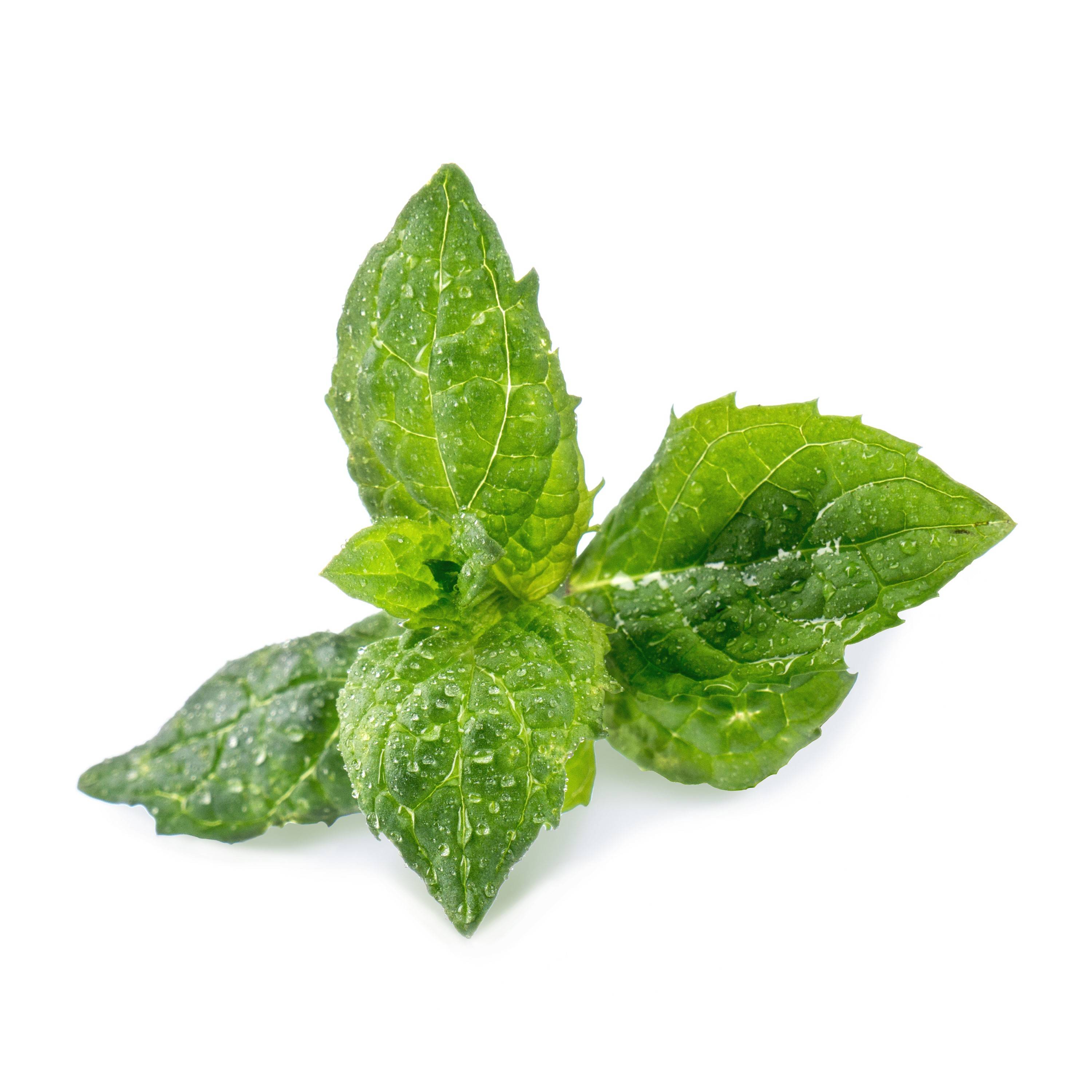 Veritable - Lingot Menthe verte - Recharge prête à l'emploi - Véritable - Imagen 2