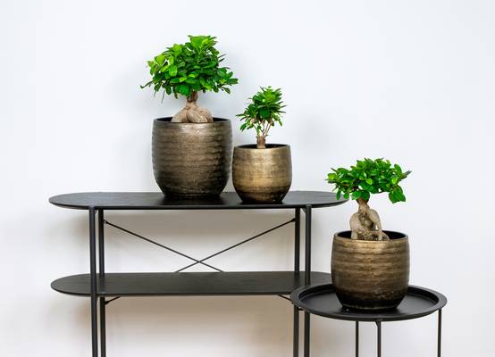 Ficus Ginseng - Bonsaï - Plantes d’intérieur - Dépolluante - H. 30-40 cm - P. 17 cm - Image 3