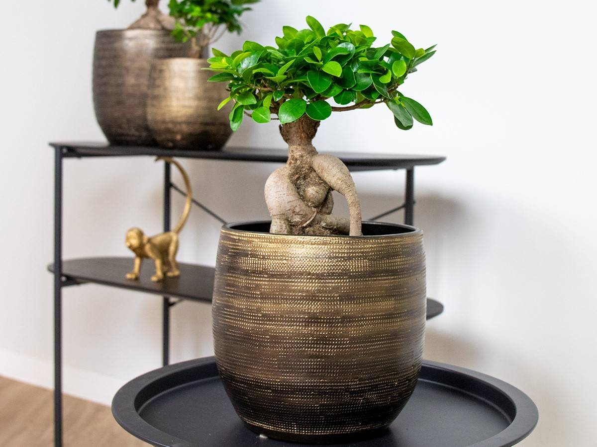 Ficus Ginseng - Bonsaï - Plantes d’intérieur - Dépolluante - H. 30-40 cm - P. 17 cm - Image 2
