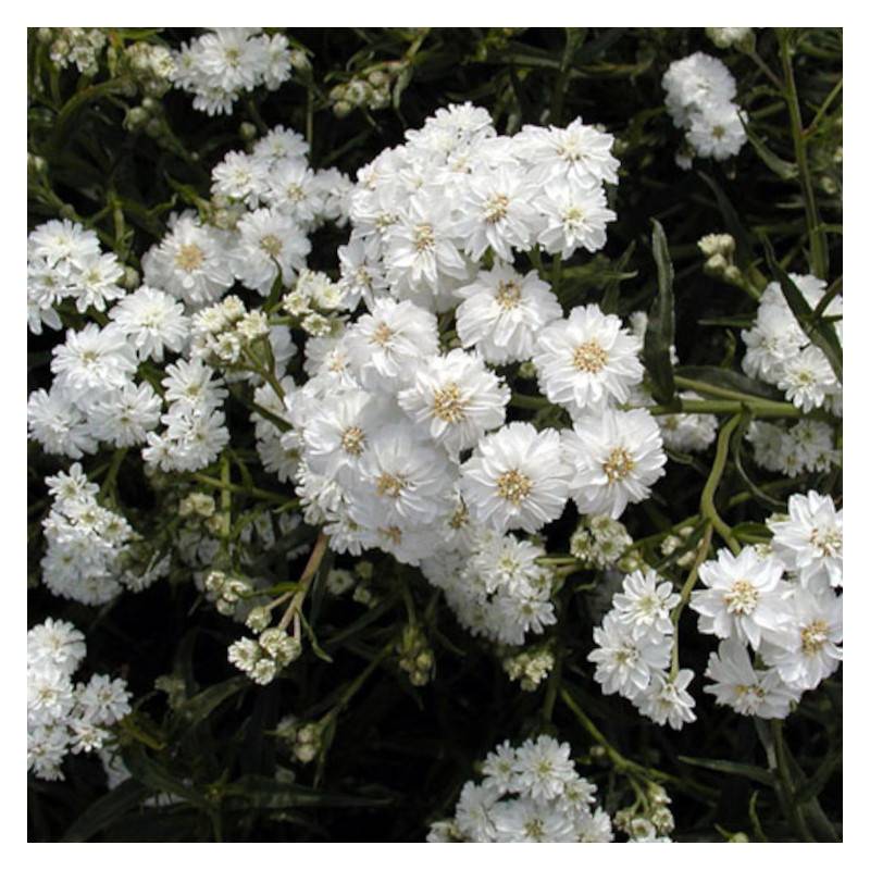 Achillée ptarmique Boule de Neige à fleurs Blanche - feuillage Caduc - Godet - 5/20 cm-  hauteur à maturité De 0,50 m à 1,00 m - Imagen 1