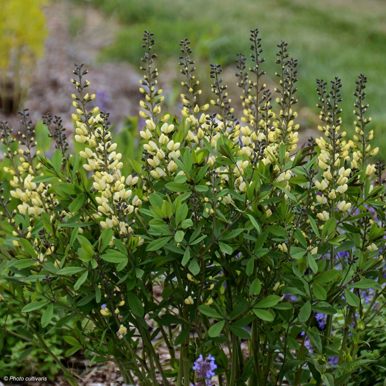 Promesse de Fleurs - Baptisia Vanilla Cream - Lupin indigo Godet de 8/9 cm