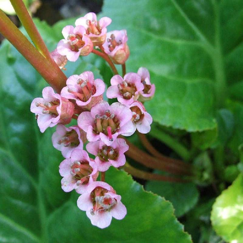 Bergénia à feuilles charnues, Bergenia crassifolia à fleurs Rose/ - feuillage Persistant - Godet - 5/20 cm - Imagen 1