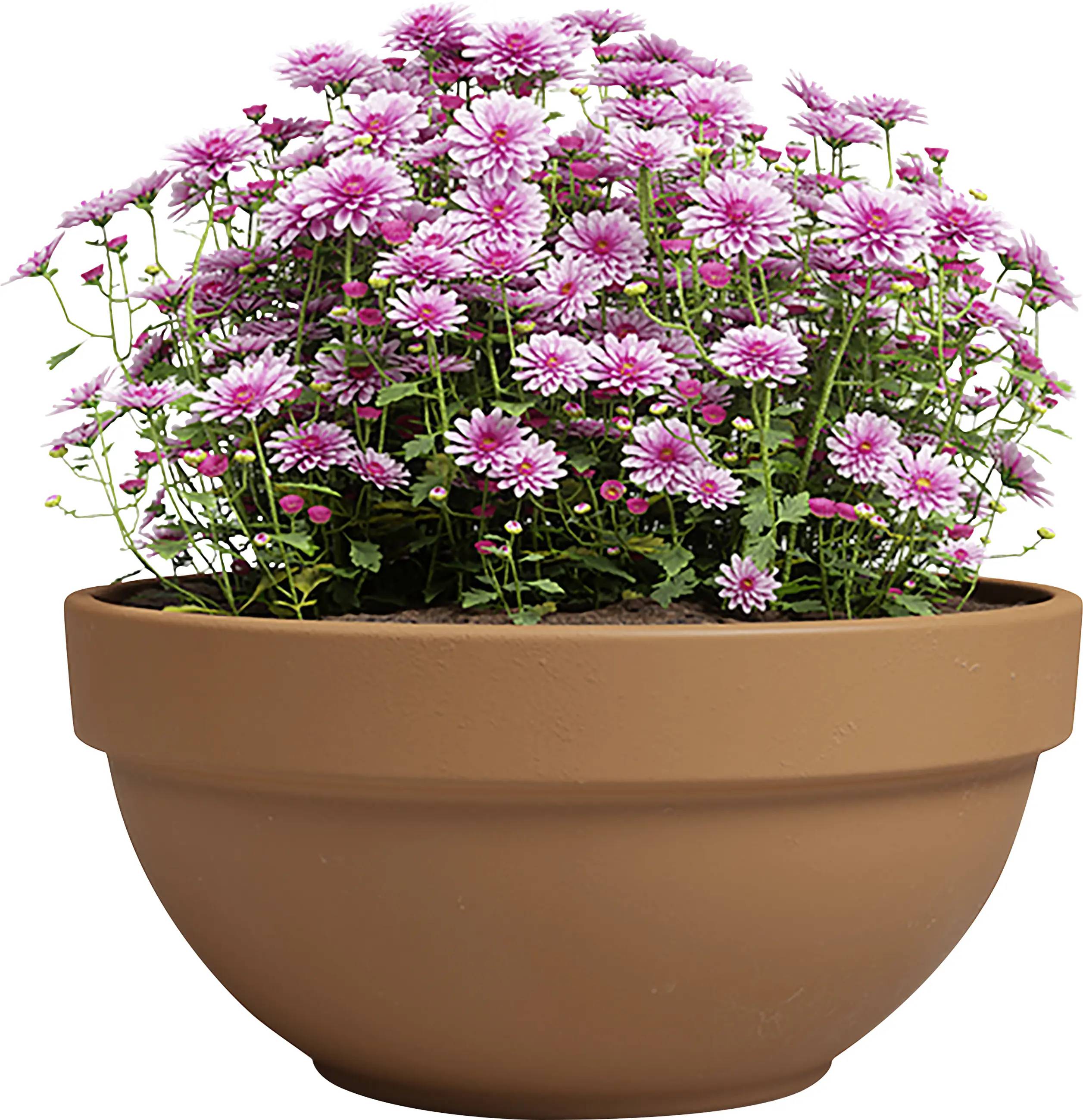 Artevasi - Coupe Amália Campana terre cuite Ø 35 x 16 cm - ARTEVASI