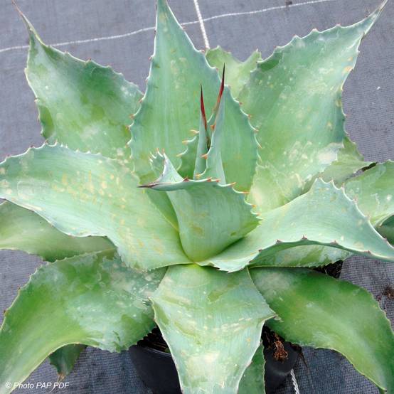 Promesse de Fleurs - Agave ovatifolia Pot de 3L/4L