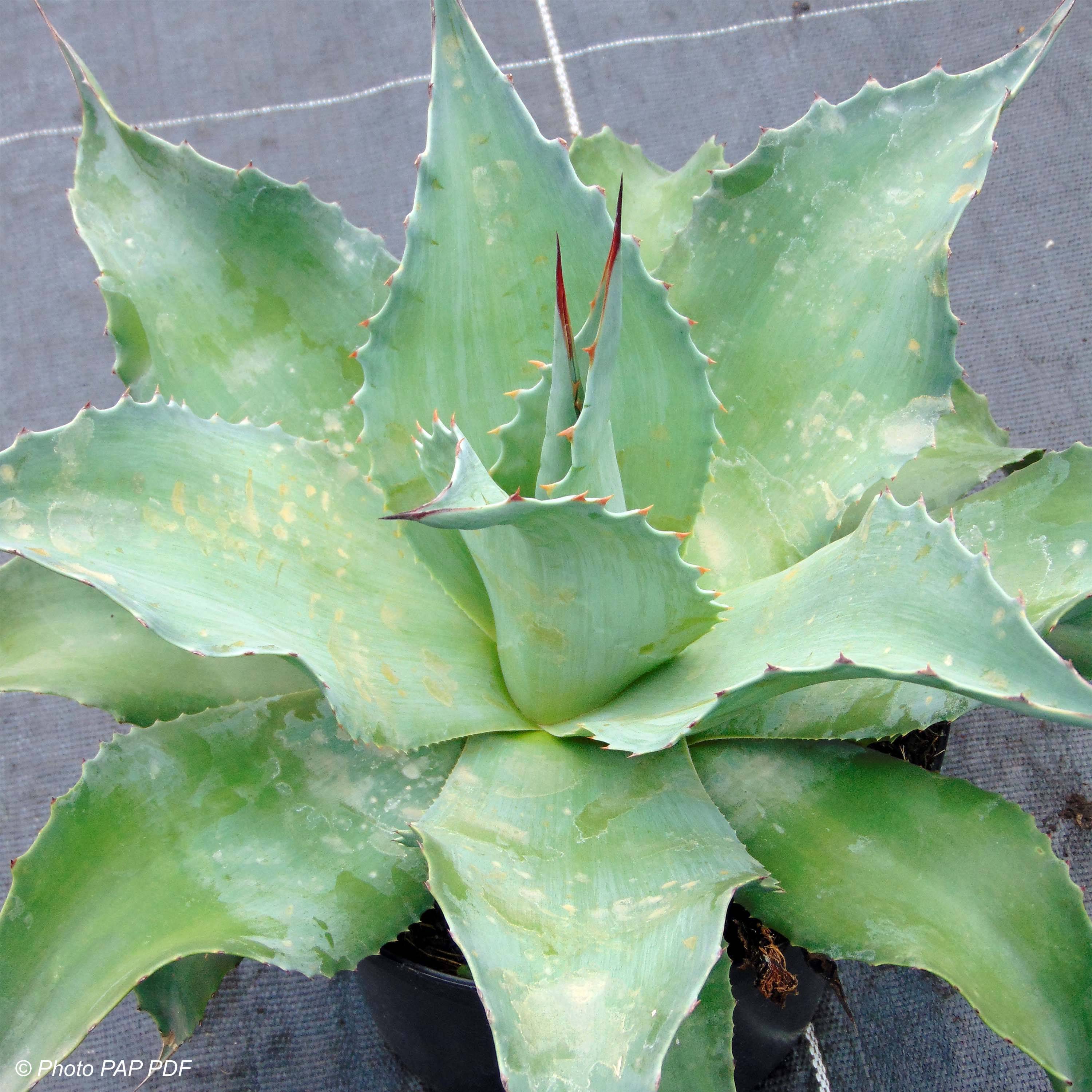 Promesse de Fleurs - Agave ovatifolia Pot de 3L/4L