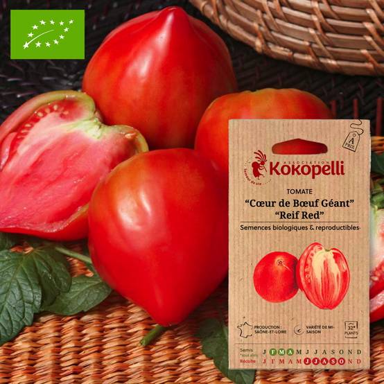 Tomate Rouge Mi-Saison Cœur de Bœuf Géant / Reif Red- Graines bio à semer - Image 1
