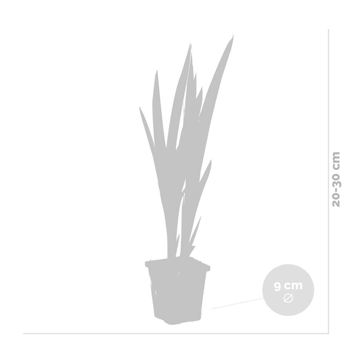 Lot de 6 - Iris Versicolor - Iris versicolore - Plantes de bassin - H. 20-30 cm - P. 9 cm - Image 3