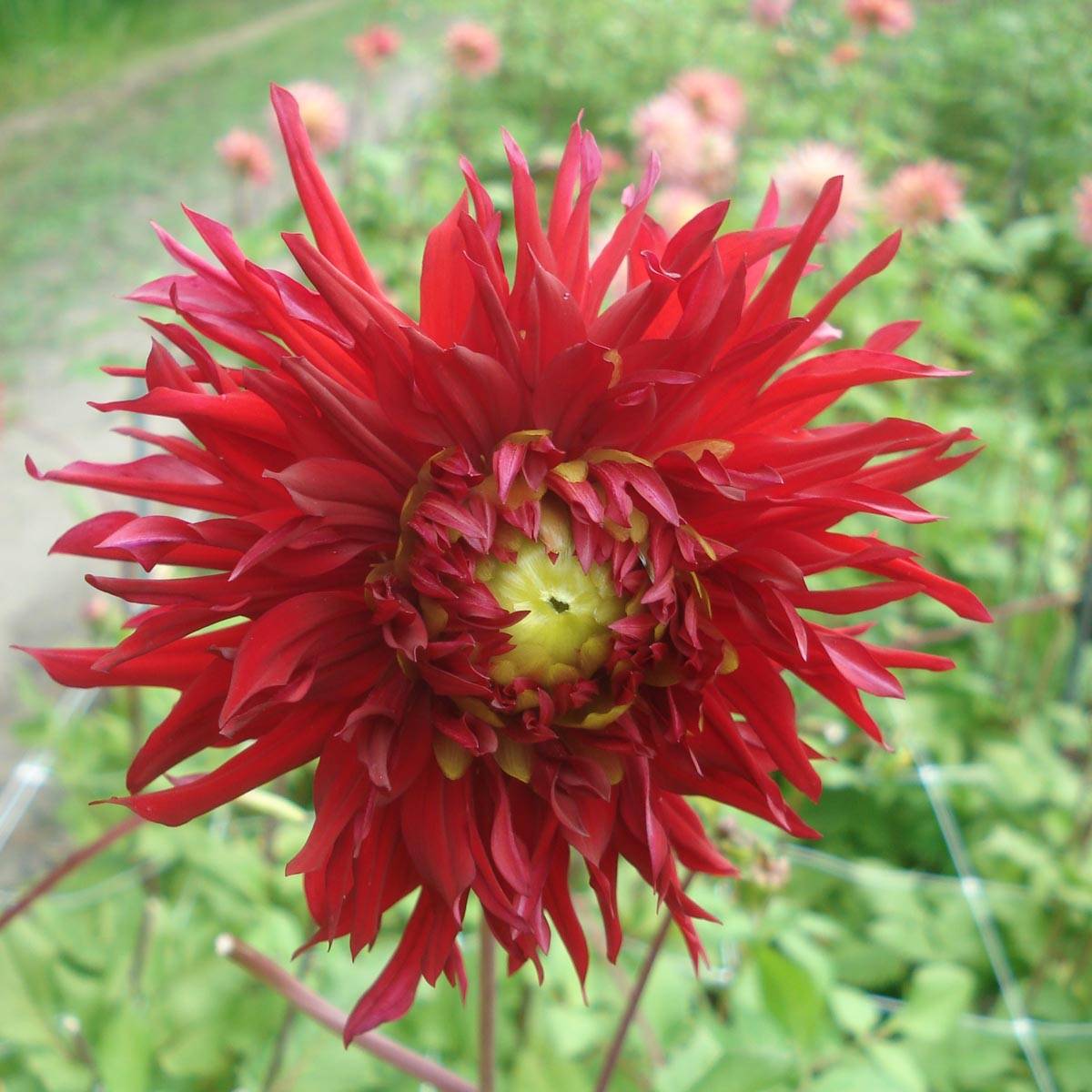 Dahlia cactus dentelle Jaxon Bulbe calibre I