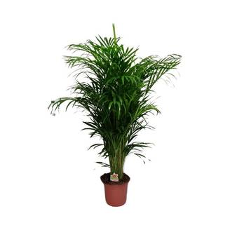 Dypsis Lutescens - D24 H125cm