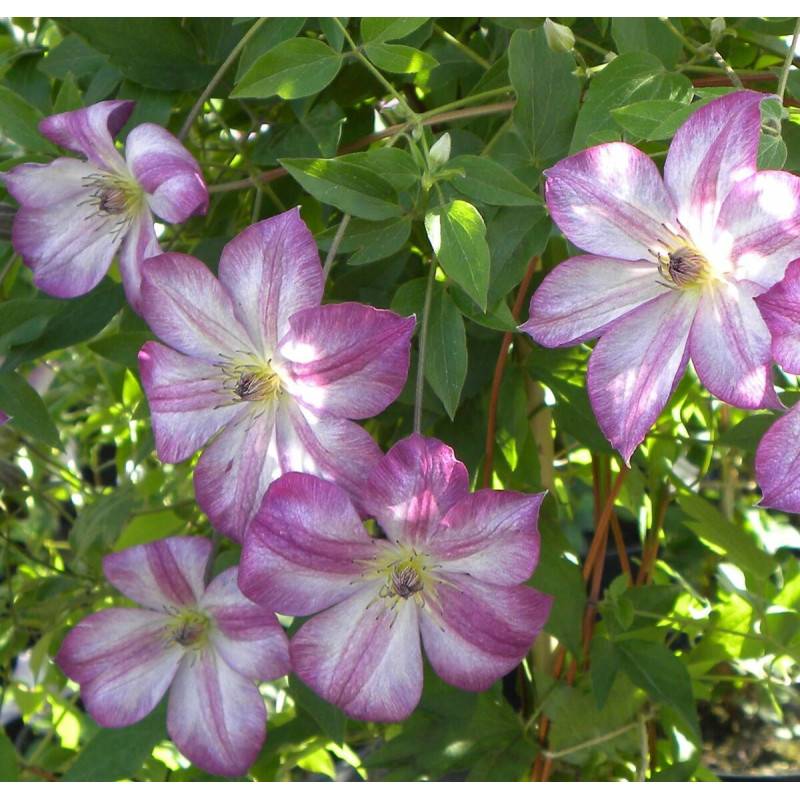 Clématite viticella Pernille® 'ZO09113' à fleurs Violette - feuillage Caduc - Pot de 2L - Tuteur bambou 60/90 cm-  hauteur à maturité De 1,50 m à 2,00 - Imagen 1