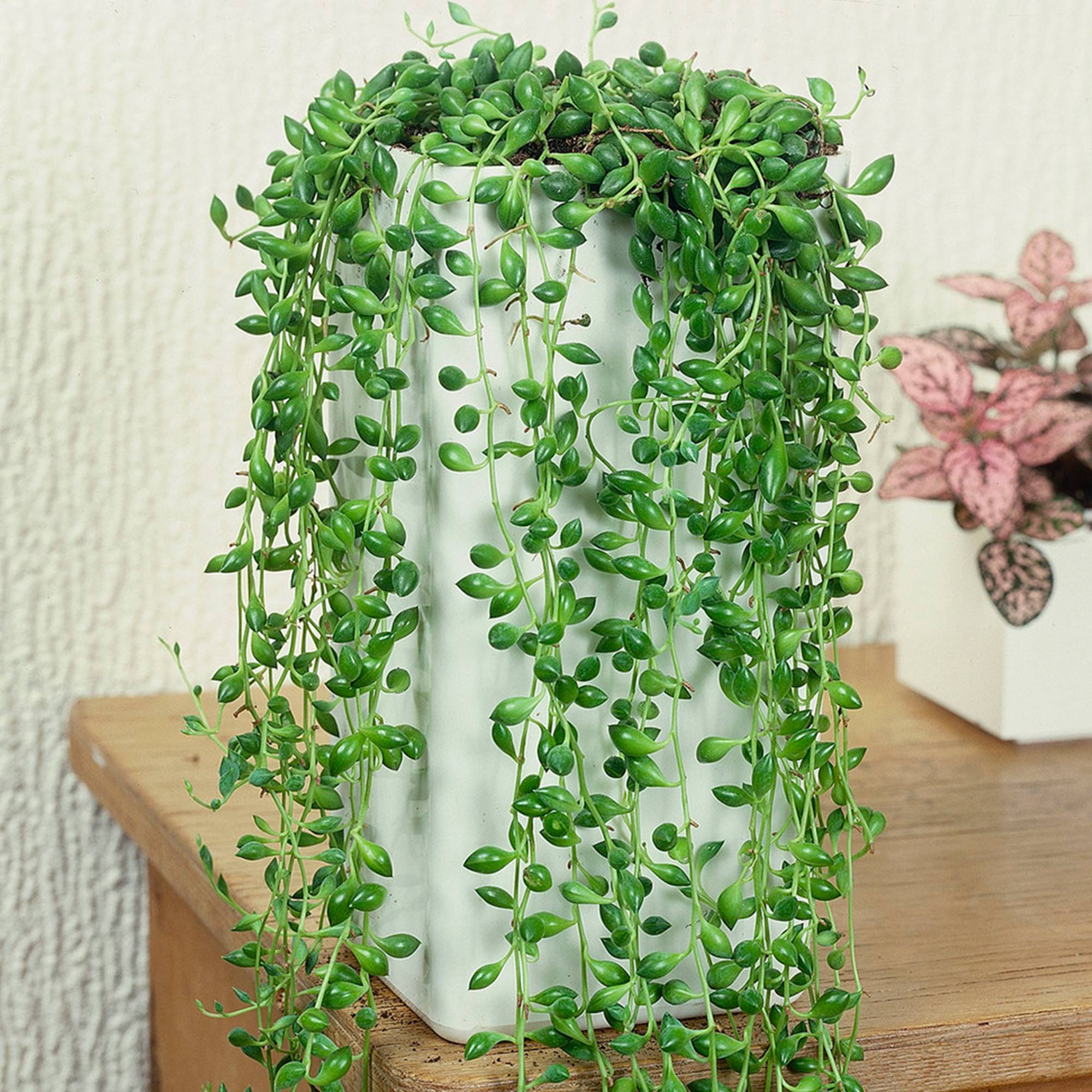 Gardenersdream - Senecio Rowleyanus – Plante Collier De Perles De Qualité | Vente De Succulente À Feuilles Persistantes En Pot 20-30 Cm - GardenersDream - Image 1