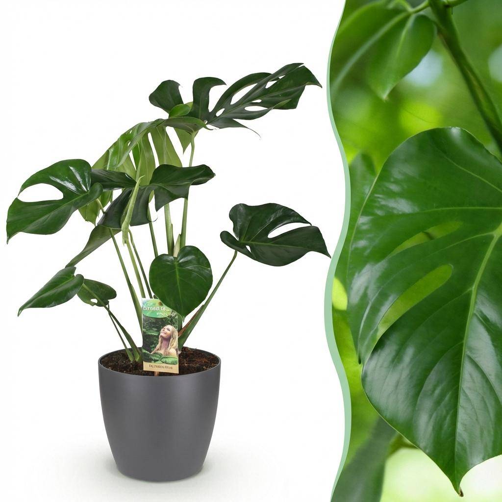 Monstera Deliciosa - H75cm - Image 4
