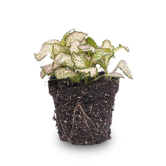 La Green Touch - Fittonia Pink Tiger - Plante mosaïque - pot Ø8 cm - Image 1