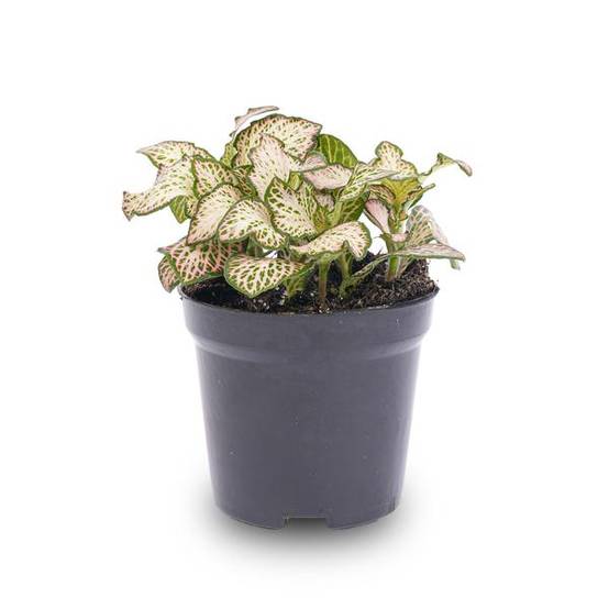 La Green Touch - Fittonia Pink Tiger - Plante mosaïque - pot Ø8 cm - Image 2